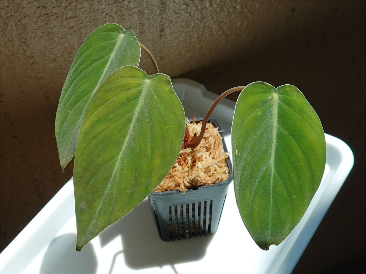 sohka77's tweet photo. Homalomena chikmawatiae Sumatera Selatan

このホマも@Plants_Baseさんからお迎え。
数株の中から吟味して選びましたが、新しい根が出て調子が良いです✨🍀
#ホマロメナ #Homalomena https://t.co/Qz2pL0tQ7q