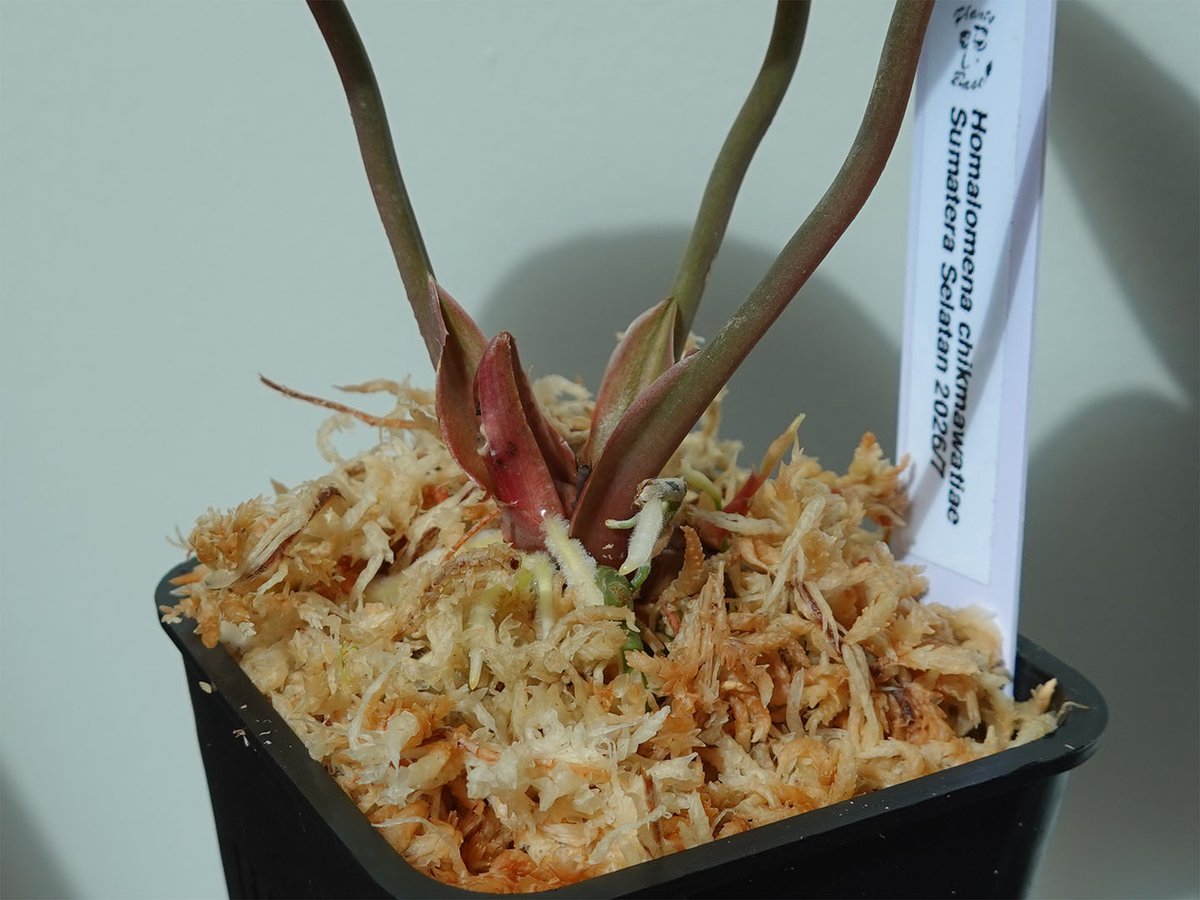 sohka77's tweet photo. Homalomena chikmawatiae Sumatera Selatan

このホマも@Plants_Baseさんからお迎え。
数株の中から吟味して選びましたが、新しい根が出て調子が良いです✨🍀
#ホマロメナ #Homalomena https://t.co/Qz2pL0tQ7q