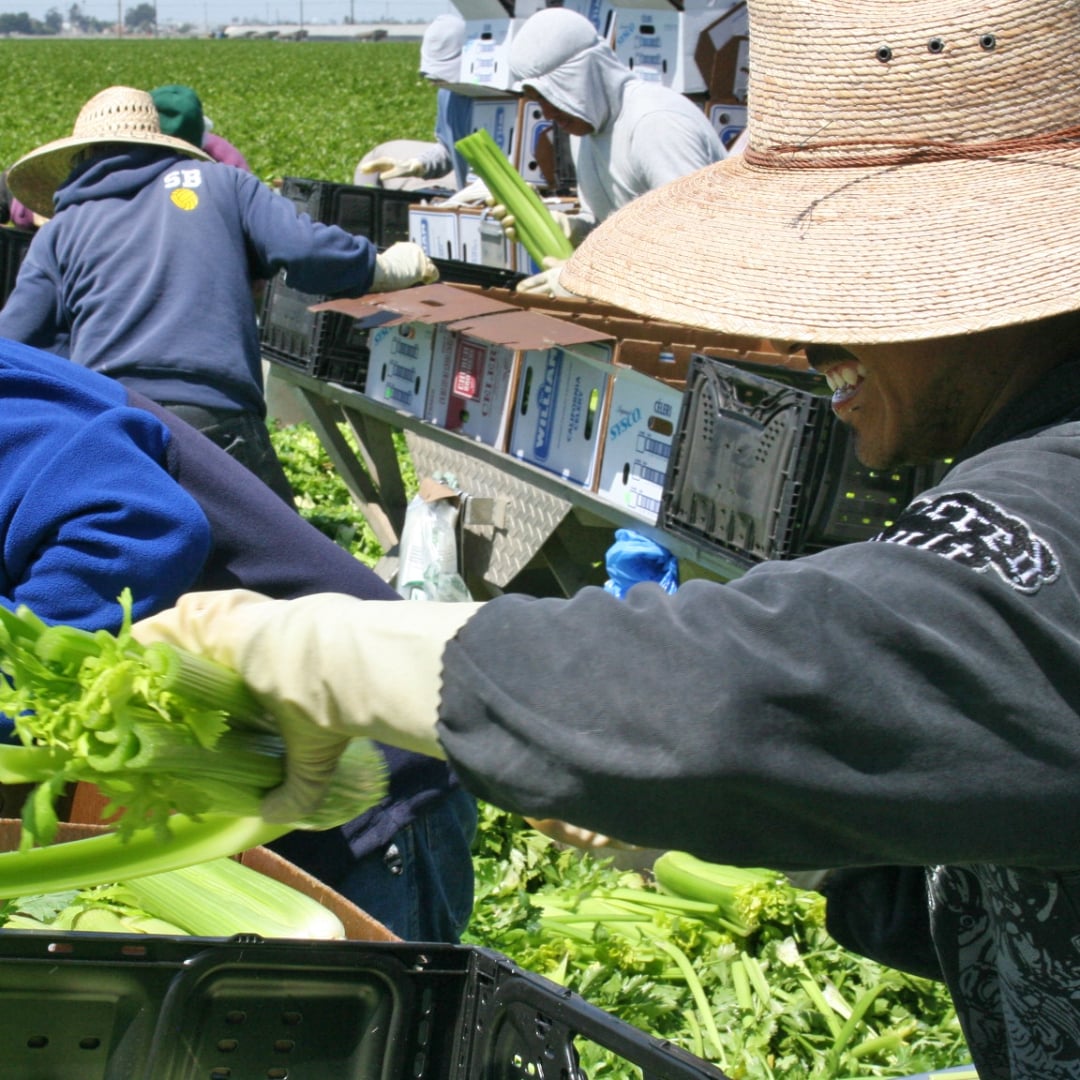 WesternGrowers's tweet photo. Farmworkers play an essential role in bringing fresh fruits and vegetables from the field to our tables. Their hard work, dedication and expertise help nourish our communities every day.

On Farmworker Appreciation Day, we recognize and thank the people who help make it all possible. 🍎🍓