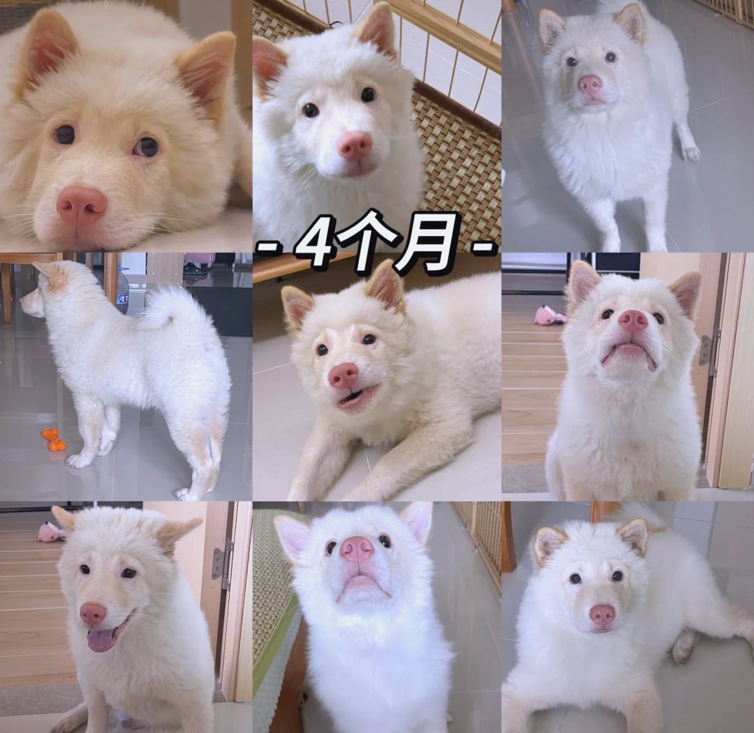 john82432641's tweet photo. My little pup now turns 6 months old—went from wobbly tiny baby to zooming furball who steals socks!  Growth hits different with your best friend.， https://t.co/CiqAPmglL5