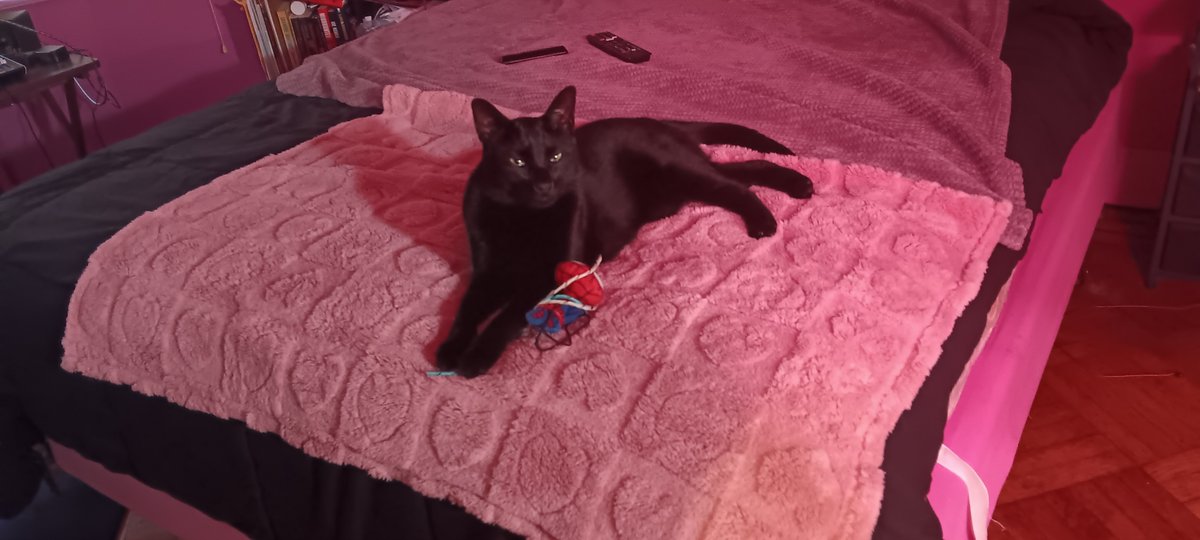 nicm1029's tweet photo. @blackscats Same for my baby ❤️ had him since he was a baby. If I leave the room he comes crying with it in his mouth until he finds me. https://t.co/SYVCOlfHbh