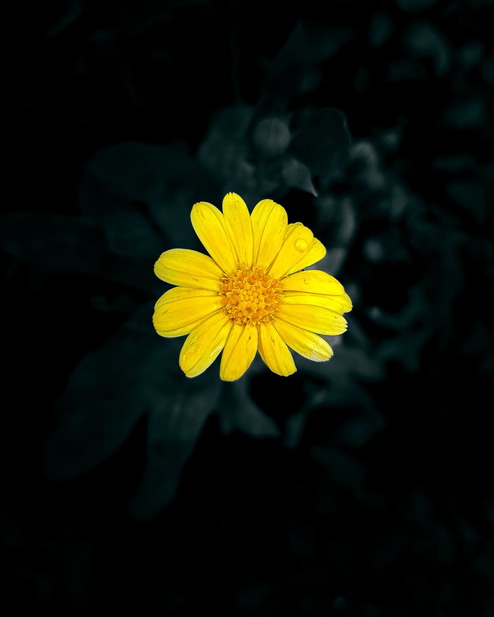 asx_monster's tweet photo. Mobile Photography 📲 #photography https://t.co/7bInFLnSgU