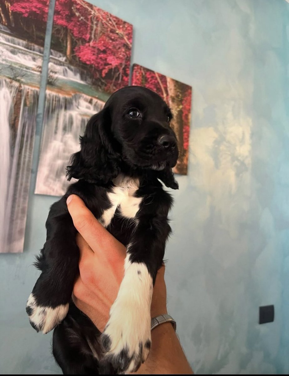 ElPrincipe22__'s tweet photo. Dopo anni e anni di ricerca, finalmente il mio primo cagnolino 
Benvenuto in famiglia Inzaghone https://t.co/0LX0bA1qlY