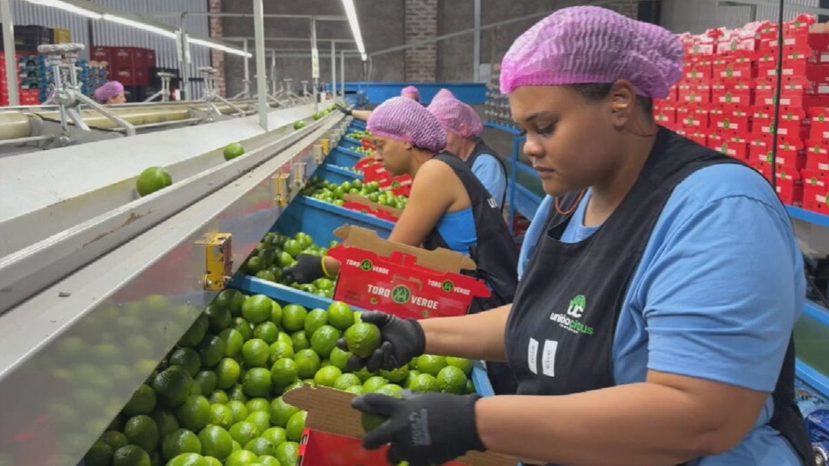 g1riopreto's tweet photo. 🍋 No noroeste de SP
Falta de mão de obra afeta produção de borracha e limão e preocupa agricultores
https://t.co/caashNyaC8 #g1 #RioPreto https://t.co/DgnZZT2jR0