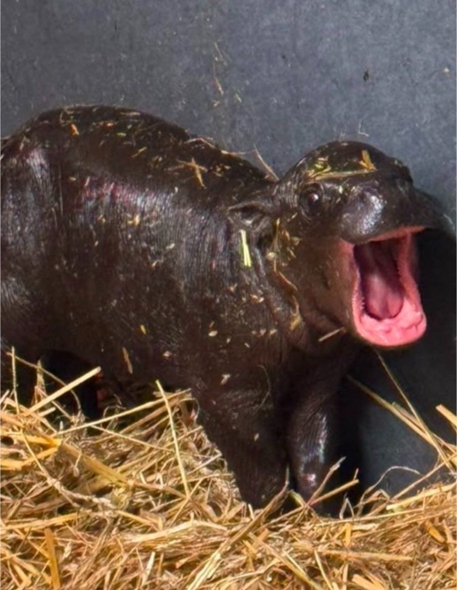 RTNToronto's tweet photo. #NEW: Toronto Zoo welcomes rare endangered baby Pygmy hippo! 🦛 https://t.co/jO1w4exE69