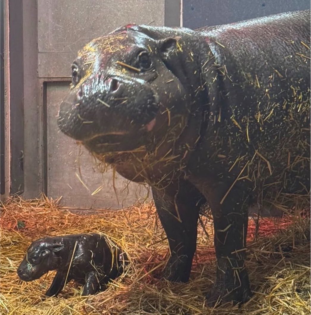 RTNToronto's tweet photo. #NEW: Toronto Zoo welcomes rare endangered baby Pygmy hippo! 🦛 https://t.co/jO1w4exE69