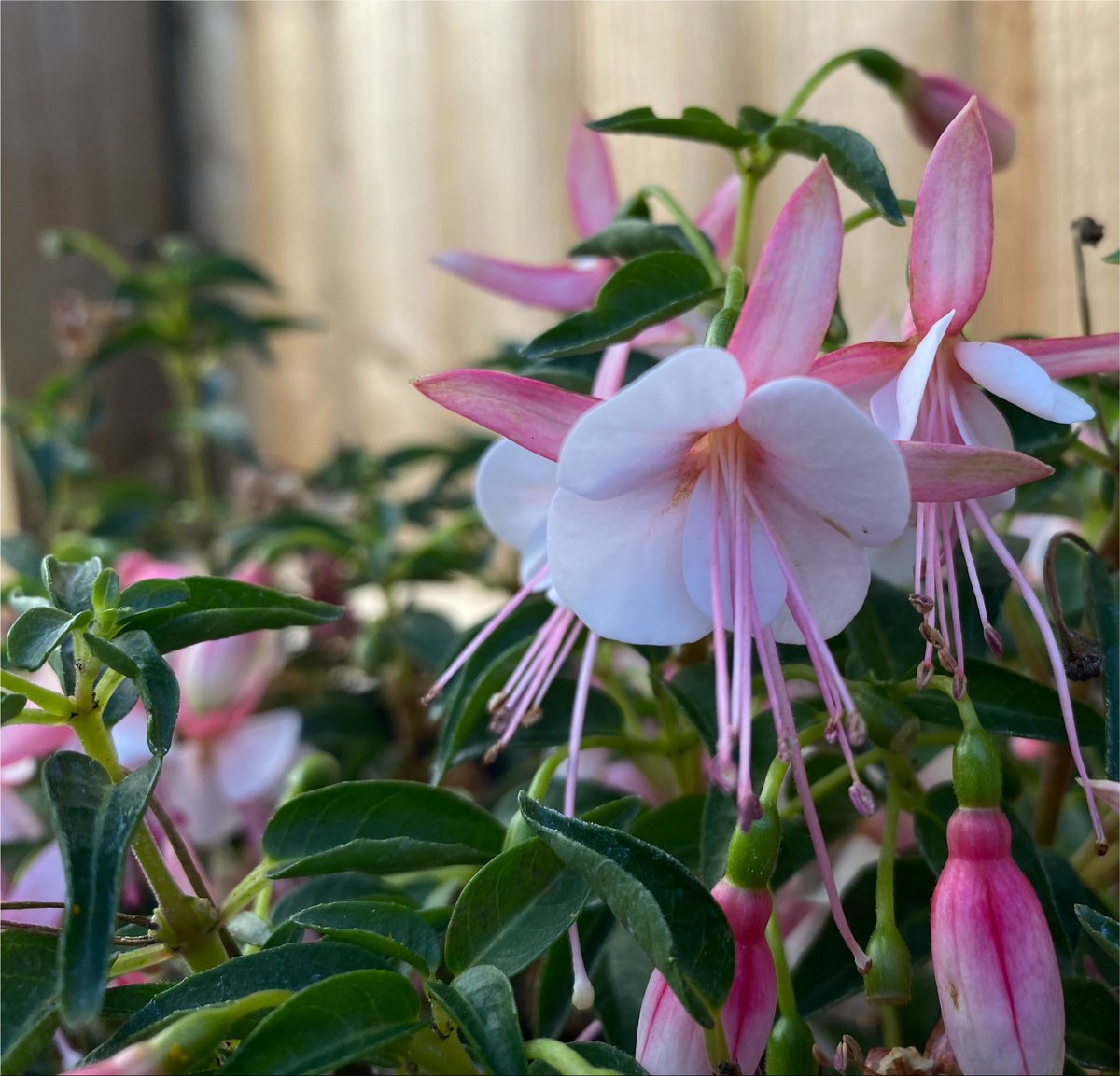 maidenoftshire's tweet photo. so much pink in the garden! 🖤 https://t.co/h6CG9ojohb