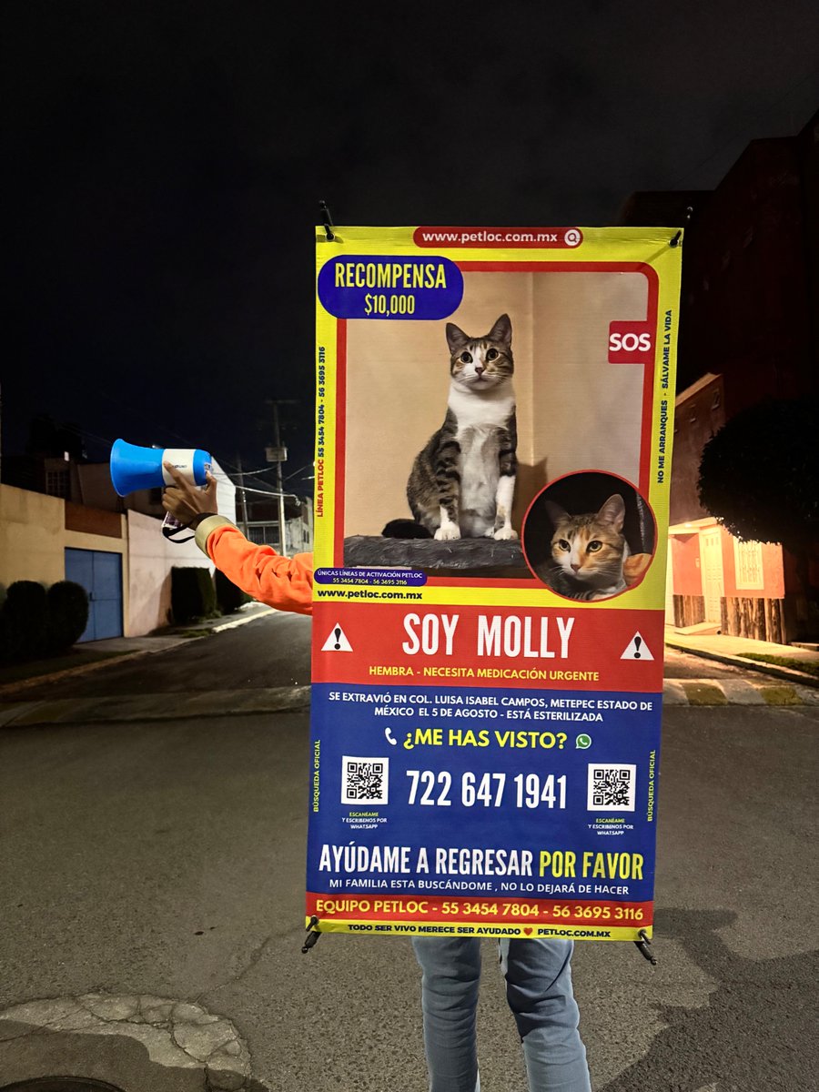 PetlocMX's tweet photo. 🚨🐱 MOLLY SIGUE SIENDO BUSCADA ⚠️
Seguimos recorriendo las calles de Metepec para ayudar a que Molly vuelva a casa.
 Si la has visto o tienes cualquier información, comunícate al 722 647 1941.
📢 Un RT puede hacer la diferencia. 💙

#PetLoc #GataExtraviada #Metepec #Comparte https://t.co/JaNwXhQ7nI