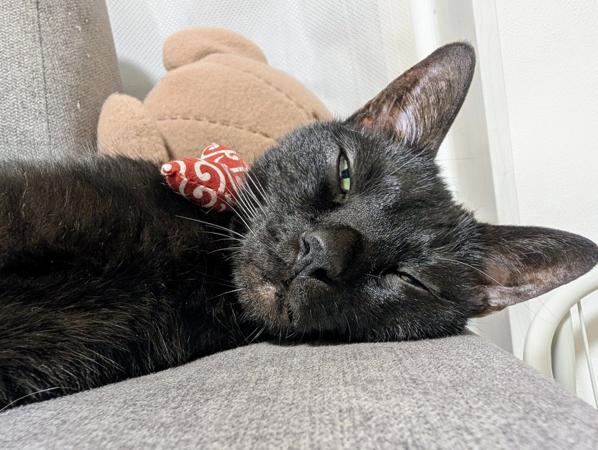 konekowohirotta's tweet photo. 3032日目。
横から見ると薄っぺらくのっぺりして見える黒猫だが、上から見てみると割とモッチリ！ドッシリ！している https://t.co/FAqTcF9EJr