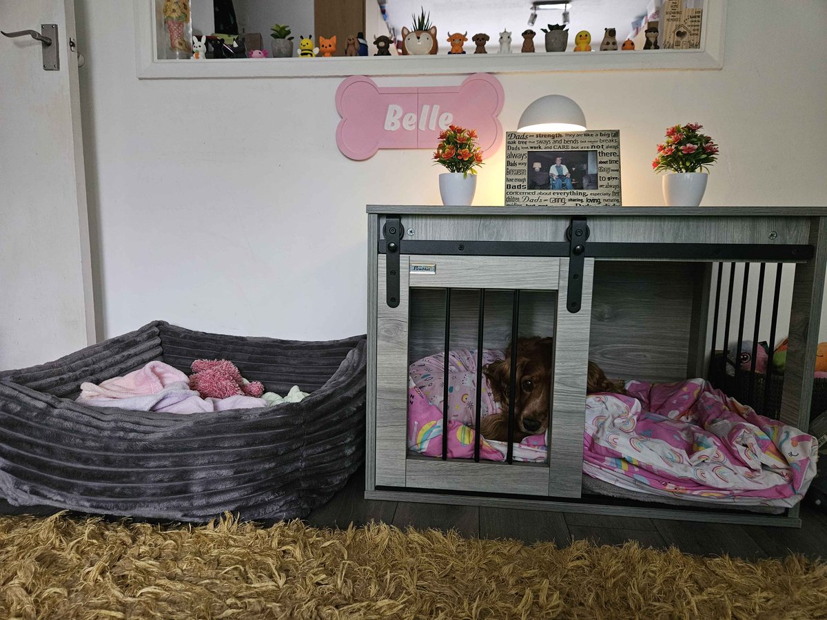 KwikFamily's tweet photo. After an emergency trip back to the vets due to an infection in her stitches and a surprise visit from Mumsy Prime last night, Our beautiful Belle is chilling in her recovery corner while @0Coximus_Prime plays Crime Scene Cleaner and  chills with @kickcommunity  for Day 14/17 💚 https://t.co/47NiP7OVB5