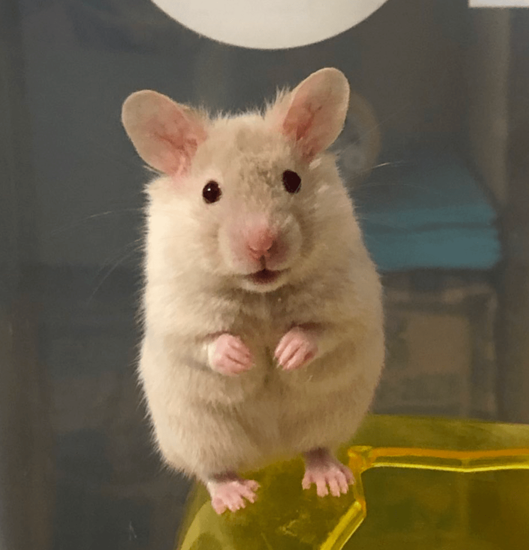 docmanlio's tweet photo. My teammate brought a hamster to our group study session. Now we’re all taking breaks to watch it run on its wheel and forgetting we have a midterm tomorrow. https://t.co/7w3pkhEL4A
