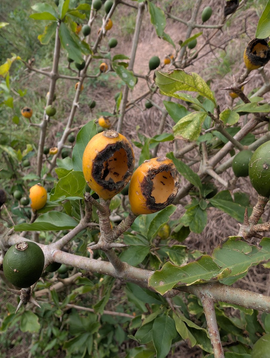 Drunken_Forest's tweet photo. Ñuatí curusú (Randia ferox), un arbusto nativo del cono sur con la curiosa particularidad de que la pulpa gelatinosa de sus frutos tiene sabor al típico caramelo de café, en este caso no pude observarla porque rápidamente las aves vacían los frutos maduros. Ayolas, Paraguay. https://t.co/9gCj5HBmWX