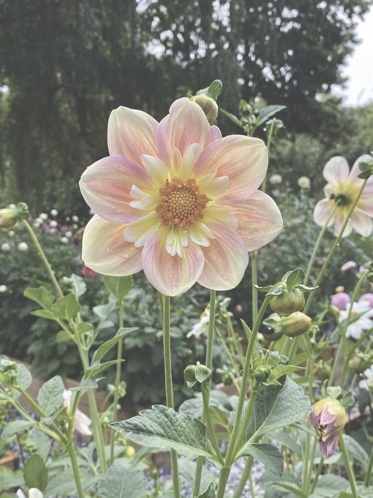 adorabookss's tweet photo. how does pinterest see me? ⋆ ˚｡⋆୨୧˚

• makeup palette ✧˖°.
• flower  ✧˖°.
• sea  ✧˖°.
• dress ✧˖°. https://t.co/XgPcusya2B