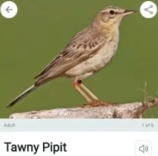shrimppgal's tweet photo. I can't stop thinking about Tawny Pipit

#tawnypipittwt https://t.co/kDBfv6zCb4