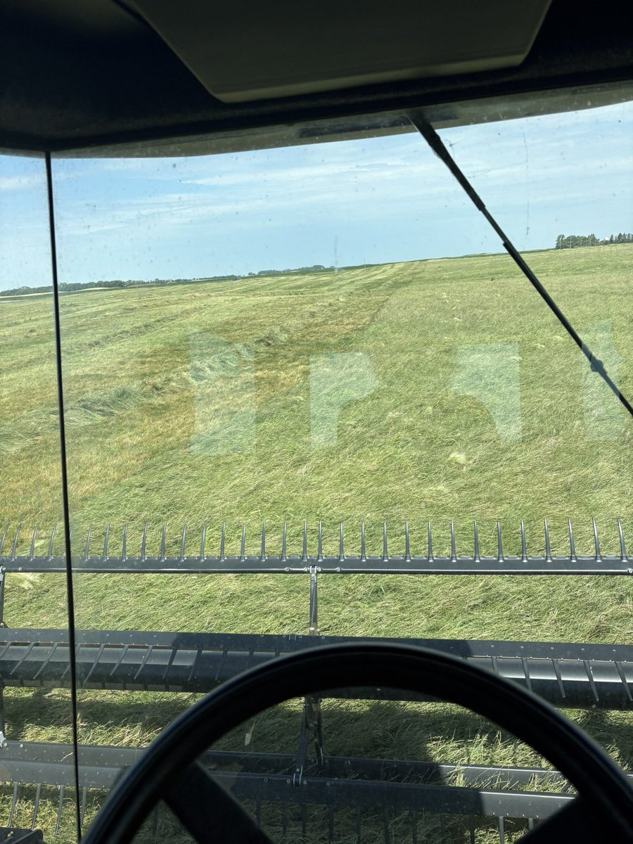 Chrismansh's tweet photo. First time PRG grower here, how many days in a swath until harvest? 30’ swath, mid 20’a temp the next 7 days https://t.co/IGWkBxz6Cs