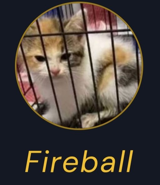 nimernight38961's tweet photo. The needless cruelty & torture that has been inflicted on cats & dogs in China in recent years has been the most grotesque and sadistic level of animal cruelty that you'll ever see. To make cats & dogs suffer and die for amusement and profit through sharing videos of it on social media is completely barbaric and appeals to the absolute WORST traits of humankind, and the outrageous aspect of it is the corrupt & evil Chinese government plays a major part in protecting these abusers (like those that killed WangWang & her pups) and has now CENSORED their own citizens in China about speaking about Wangwang or protesting against animal cruelty in any way!

We must fight back against China. This cruelty cannot be allowed to continue to fester and spread to other nations, otherwise societies themselves will become even more corrupt and devoid of any sense of empathy or morality. Dogs and cats were domesticated by humans thousands of years ago to eventually become companion animals for people. Those who have owned dogs or cats know they are living creatures that show love and feel emotions like we do, they are loyal to us in our times of need and comfort, and were never meant to be reduced to the sadistic mockery that Chinese monsters have made of them in China.

Do whatever you can to fight back. Boycott Chinese products, sign & share petitions, email politicians, protest in front of Chinese embassies or other large public places, inform the world about this. Many nations around the world have activists that are fighting back and informing the public. CALL FOR CHINA TO ENACT LAWS AGAINST ANIMAL CRUELTY that protect cats and dogs from this horror! Keep pushing! Change doesn't happen overnight. We need all the support we can get! 

Check the websites below for more information:

🐶🐱 https://t.co/bPxO3JM1wy
😿 https://t.co/NjHntP15aE 

#projectnomore
#WangWang
#JusticeforWangwang
#China
#Stopanimalabuse
#stopanimalcruelty
#cats
#dogs
#ChinaTravel
#BoycottChina
#MadeInChina
#JusticeforWangWangandherpuppies

@NickLoconteJr 
Thank you for the powerful Text!‼️❤️