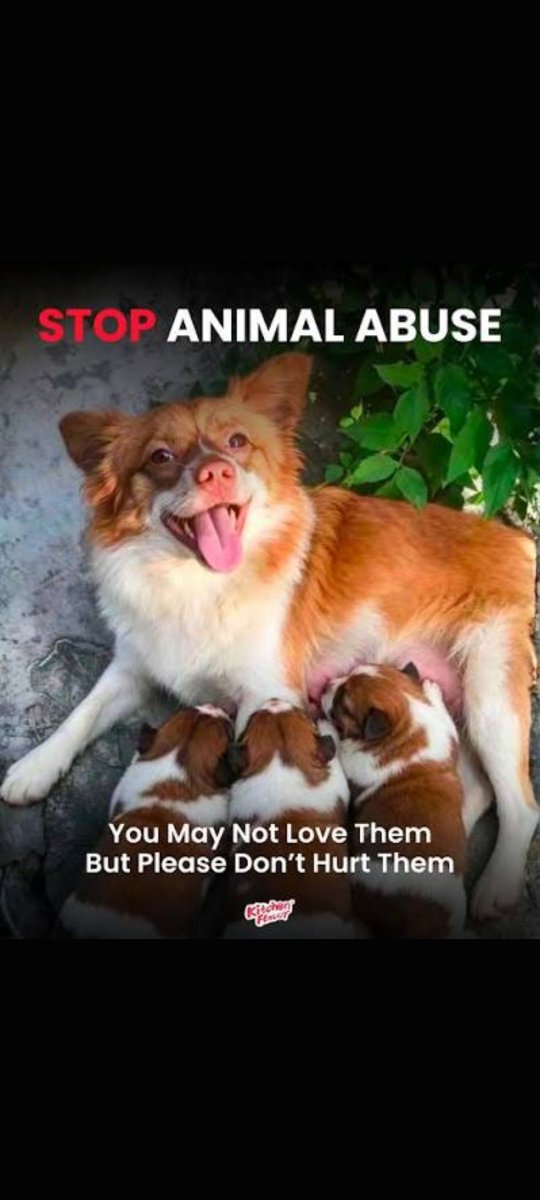 nimernight38961's tweet photo. The needless cruelty & torture that has been inflicted on cats & dogs in China in recent years has been the most grotesque and sadistic level of animal cruelty that you'll ever see. To make cats & dogs suffer and die for amusement and profit through sharing videos of it on social media is completely barbaric and appeals to the absolute WORST traits of humankind, and the outrageous aspect of it is the corrupt & evil Chinese government plays a major part in protecting these abusers (like those that killed WangWang & her pups) and has now CENSORED their own citizens in China about speaking about Wangwang or protesting against animal cruelty in any way!

We must fight back against China. This cruelty cannot be allowed to continue to fester and spread to other nations, otherwise societies themselves will become even more corrupt and devoid of any sense of empathy or morality. Dogs and cats were domesticated by humans thousands of years ago to eventually become companion animals for people. Those who have owned dogs or cats know they are living creatures that show love and feel emotions like we do, they are loyal to us in our times of need and comfort, and were never meant to be reduced to the sadistic mockery that Chinese monsters have made of them in China.

Do whatever you can to fight back. Boycott Chinese products, sign & share petitions, email politicians, protest in front of Chinese embassies or other large public places, inform the world about this. Many nations around the world have activists that are fighting back and informing the public. CALL FOR CHINA TO ENACT LAWS AGAINST ANIMAL CRUELTY that protect cats and dogs from this horror! Keep pushing! Change doesn't happen overnight. We need all the support we can get! 

Check the websites below for more information:

🐶🐱 https://t.co/bPxO3JM1wy
😿 https://t.co/NjHntP15aE 

#projectnomore
#WangWang
#JusticeforWangwang
#China
#Stopanimalabuse
#stopanimalcruelty
#cats
#dogs
#ChinaTravel
#BoycottChina
#MadeInChina
#JusticeforWangWangandherpuppies

@NickLoconteJr 
Thank you for the powerful Text!‼️❤️