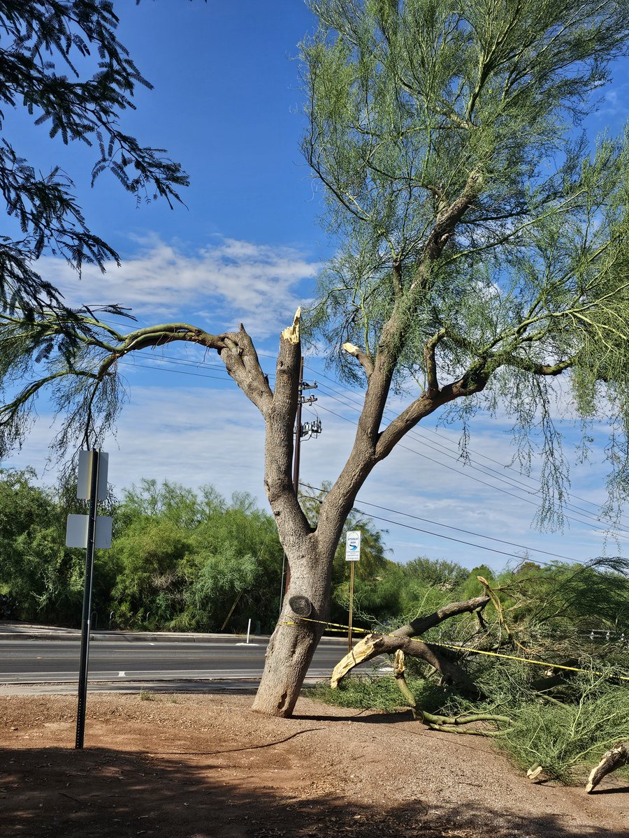 haywagon68's tweet photo. Monsoon Damage ay Lakeside park 
@whatsuptucson https://t.co/CmLYTzSPar