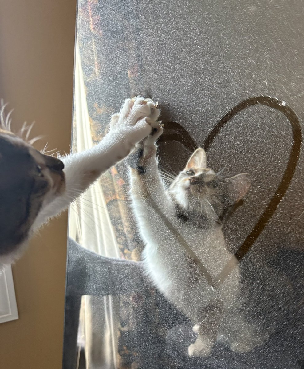 veeviscera's tweet photo. MY BABY TURNED ONE TODAY!! 🐱🖤

happy bday to the sweetest little kitty ever i love you my daughter mwah https://t.co/SR1WlwvBaE