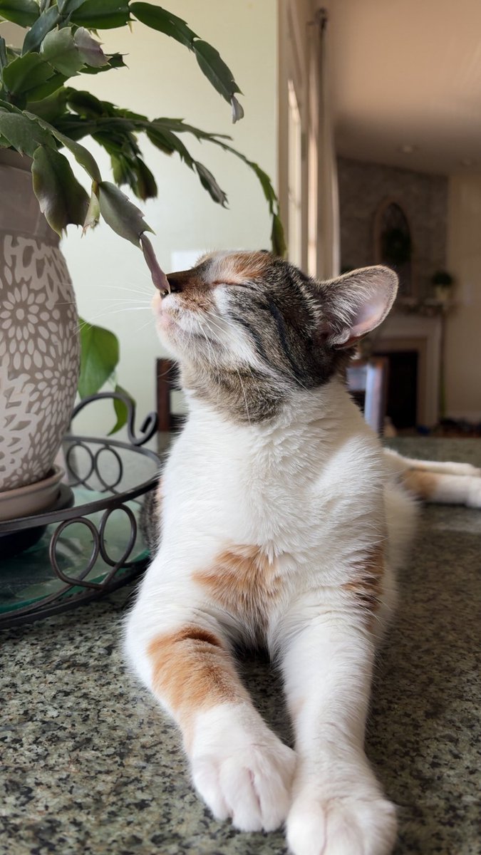 veeviscera's tweet photo. MY BABY TURNED ONE TODAY!! 🐱🖤

happy bday to the sweetest little kitty ever i love you my daughter mwah https://t.co/SR1WlwvBaE