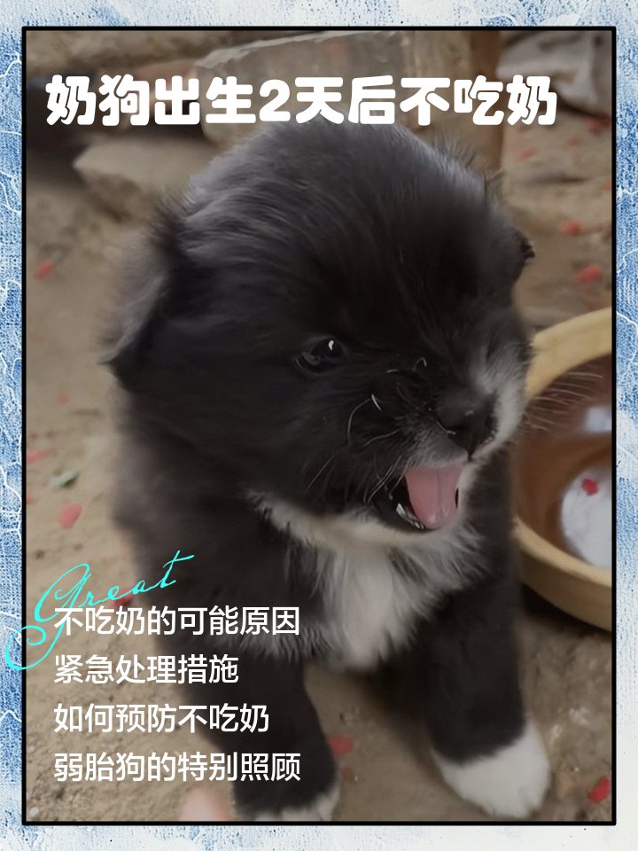Qinz11's tweet photo. Watched our little pup grow from a wobbly 2-month-old ball of fluff to a zooming, treat-obsessed fur baby today—every messy moment is our favorite memory! https://t.co/USN6TuGAV2