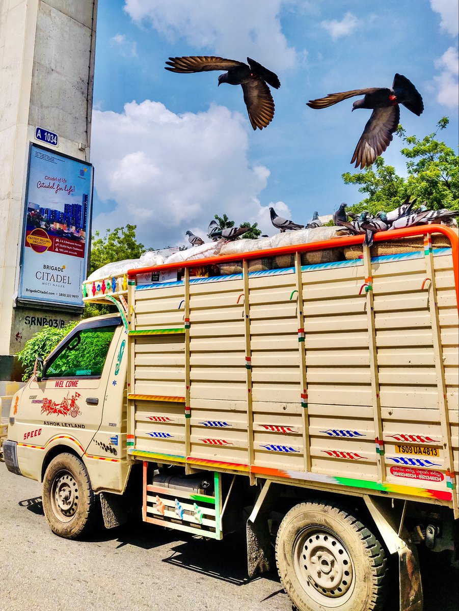 framesbynikshep's tweet photo. Where freedom finds its rhythm 🕊️#TwoHitsDifferent
#ShotOnSnapdragon #ShotOnOnePlus @Snapdragon @oneplus @Snapdragon_IN @OnePlus_IN https://t.co/jYsUSkigUE