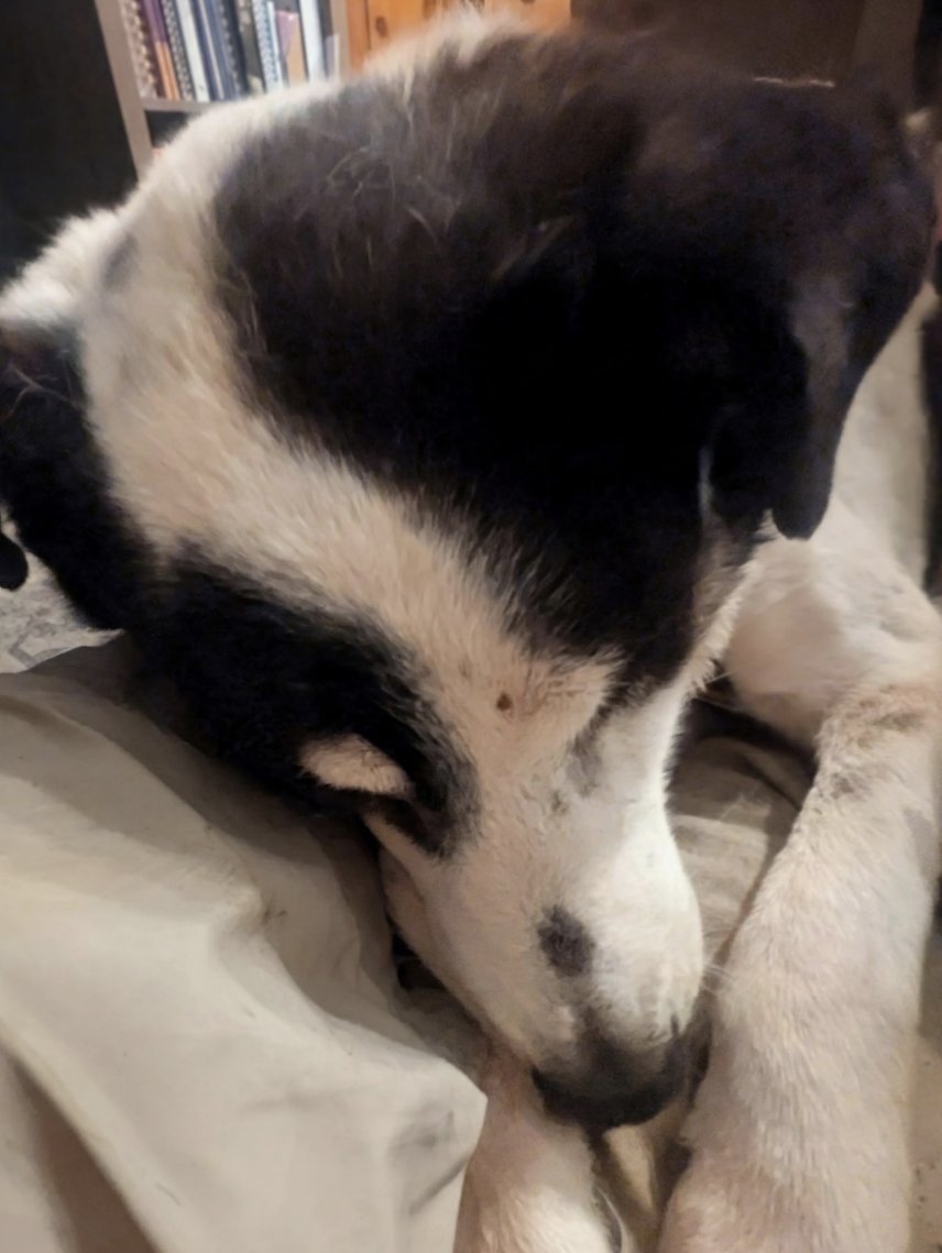 brendanmjones's tweet photo. Does it get any better than this? 

#SaveSnuggles - His family has missed feeling the warmth of his weight for far too long already. 

#AmericasDog https://t.co/L8hF2DNfpc