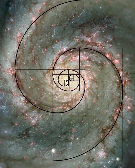 PhysInHistory's tweet photo. The Fibonacci sequence appears in nature more frequently than one might expect; the branching of trees, arrangement of leaves on a stem, the fruitlets of a pineapple, even the spiral galaxies all exhibit Fibonacci patterns. https://t.co/0GsOd11Hul