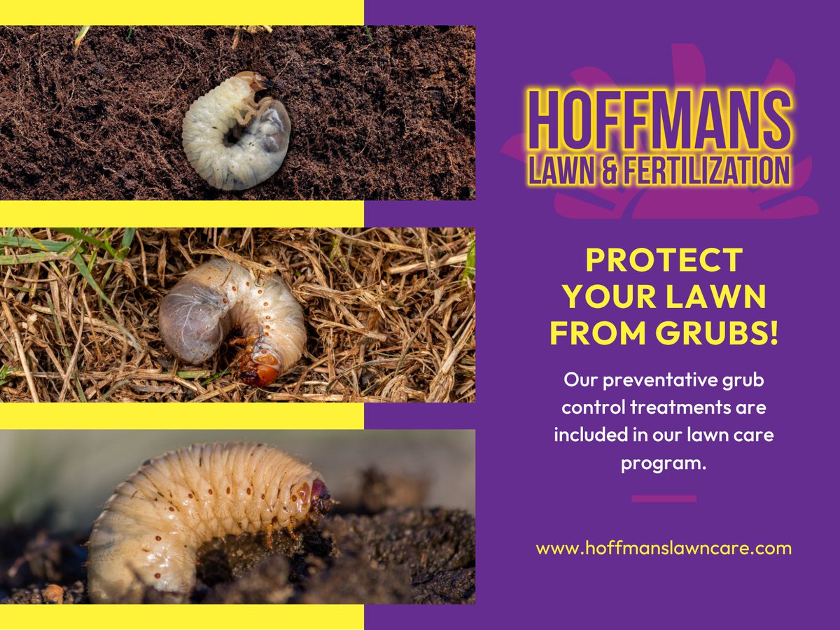 HoffmansLawn's tweet photo. Fight grubs before they strike! 🚫🐛 Our preventative grub control treatments are included in our lawn care program to keep your turf's roots safe from these hungry pests. 

📞 Call us at (740) 340-1140 to join the program. 

https://t.co/vfTRqfAzK2 https://t.co/w4FjuppT6v