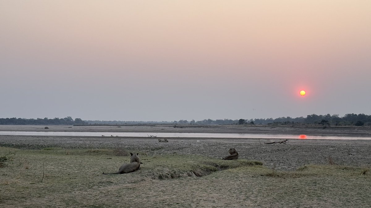 SandeepMall's tweet photo. How many lions do you see in the sunset pic https://t.co/gwQSFoAxye