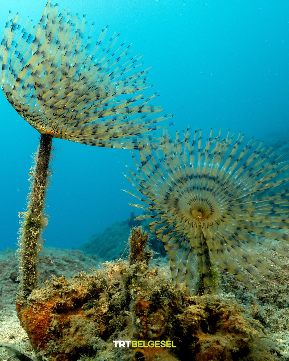 TRTBelgesel's tweet photo. Ekincik Koyu’nun su altı zenginlikleri 🪸 🐠
🌊 Muğla’da bulunan Ekincik Koyu; renkli deniz altı yaşamı ve zengin biyolojik çeşitliliğiyle ziyaretçilerini kendine hayran bırakıyor.
📸: AA https://t.co/F2fznHSh1B