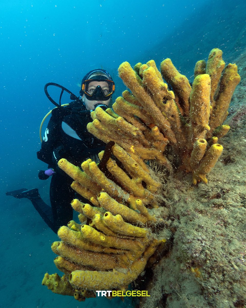 TRTBelgesel's tweet photo. Ekincik Koyu’nun su altı zenginlikleri 🪸 🐠
🌊 Muğla’da bulunan Ekincik Koyu; renkli deniz altı yaşamı ve zengin biyolojik çeşitliliğiyle ziyaretçilerini kendine hayran bırakıyor.
📸: AA https://t.co/F2fznHSh1B