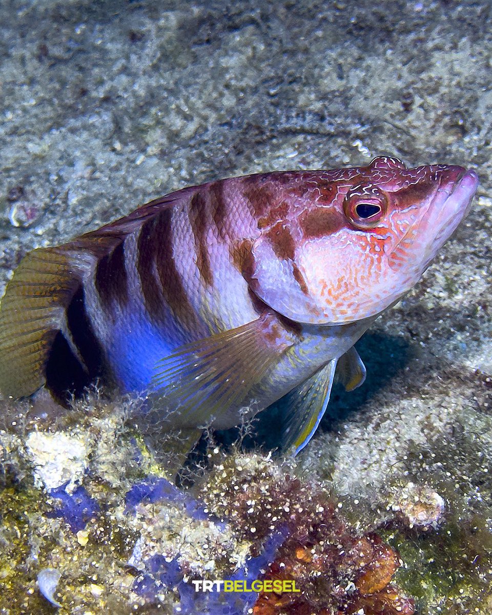 TRTBelgesel's tweet photo. Ekincik Koyu’nun su altı zenginlikleri 🪸 🐠
🌊 Muğla’da bulunan Ekincik Koyu; renkli deniz altı yaşamı ve zengin biyolojik çeşitliliğiyle ziyaretçilerini kendine hayran bırakıyor.
📸: AA https://t.co/F2fznHSh1B
