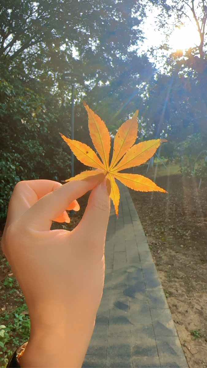 ZMuhammef's tweet photo. Just spent 20 mins picking up fallen leaves u0026 now my hands smell like autumn—small, quiet joys hit different. https://t.co/INWak0p5Iy