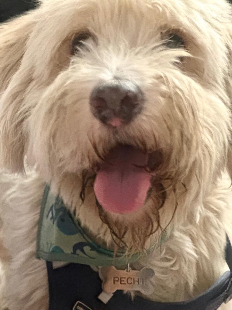 RefugiOceaniCAN's tweet photo. Esta es la historia más difícil que me ha tocado escribir... 💔😭

Él es Pechi. Mi Pechi, guerrero, mi compañero de vida, el perrito en apuros que rescaté desde hace 12 años.

Ayer por la tarde nos dieron una noticia que me destrozó: le encontraron células escamosas en su piel y hay que descartar CÁNCER DE PIEL.

Pechi no es solo un rescatado más de Oceanican.

Pechi es el que ha estado conmigo, sin que yo  se lo pidiera, era el único de todos esperándome en la puerta en las noches, muy noches… Estaba afuera de mi ventana (porque vivían con todos) esperando verme para recibirme con la sonrisa más grande y sincera… Poco a poco se puso más y más cerca de mí… En mis desafíos más complejos, en mis noches más oscuras, en mis días que no podía más. Cuando yo ya no podía con la manada gigante, era su amor, su mirada, su patita la que me decía "tú puedes, sigue". El me ha visto llorar sentada en el piso, viendo al cielo, pidiendo milagros y su silencio su pelaje rosando mi ser, su estar, me ha dado la fuerza que he necesitado. 

Su amor me ha mantenido de pie para yo poder ayudar a todos los demás.

Y hoy... hoy es él quien me necesita y me siento desesperada.

Necesita 2 estudios urgentes:
Biopsia: $900
Estudios de sangre: $1,500
Total: $2,400 para saber si tiene cáncer.

12 años dándome todo, y hoy no tengo cómo pagarle sus estudios. Me duele en el alma.

Te pido, no como rescatista, hoy te pido como su mamá, como la mujer a la que este viejito hermoso le salvó la vida:

¿Me ayudas a salvar a mi Pechi?

Si 24 corazones donan $100, lo logramos.
Si no puedes donar, por favor comparte, reza por él.

No lo quiero perder. No as��. No ahora.

Con el corazón en pedazos,
Areli, y su manada que ama a Pechi con toda el alma 🐾

Si gustas ayudar a Pechi , aquí por favor. Mil gracias. 🙏🏼🫶🏼💔🐶🐾

Azteca 
clabe
127180013445630838 
O
Banorte
Clabe 072180013252156100
O
BBVA: 
Clabe 012180029738436107

a nombre de Areli
https://t.co/1pRdLdajHz: https://t.co/CmmanDp8o8

#Oceanican #Pechi #MiViejoPechi #ColectaUrgente #AmorDe12Años