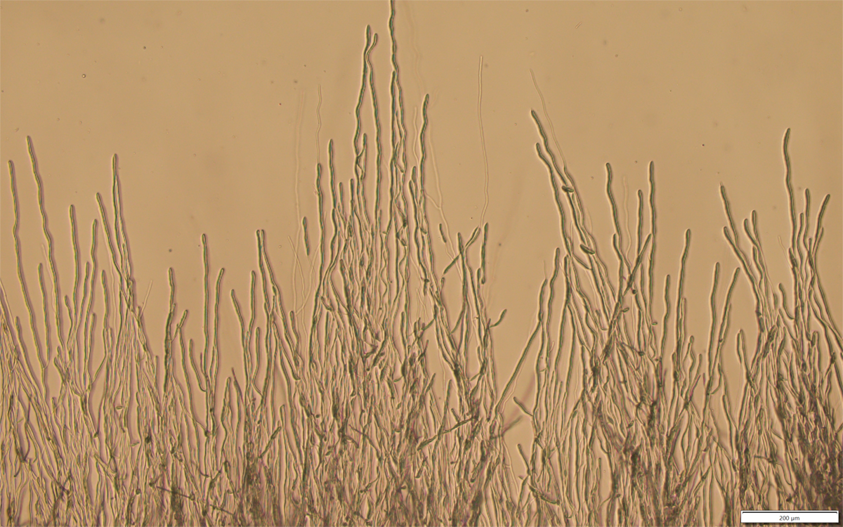 michiganstateu's tweet photo. If you look for it, art is all around. 

From naturally occurring patterns made by honeybees to microscopic images of gut neurons, here is a glimpse into the beauty revealed by MSU research: https://t.co/03JHdRbX7d