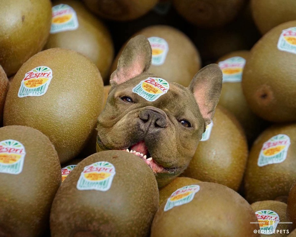 TheFrBulldogUS's tweet photo. The key to life is happiness! 🥝😀 https://t.co/YEERfGzwIW