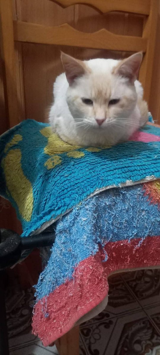 SilviaMylo's tweet photo. Para la pobre gatita con calcivirus no se han logrado recaudar más que 30 euros. No hay para pagar la factura ni la segunda visita, ni el tratamiento 💔😢😞
Tampoco ha salido acogida ni adopción 😢
La tiene una señora mayor de escasos recursos, es un caso real 🙏🏻 

Tiene tres añitos y es positiva a calcivirus, no se contagia a humanos, pero podría ser adoptada como hija única o con algún gatito que tenga la enfermedad 🙏🏻
Fue rescatada de una vida horrorosa y acogida pero por desgracia no la pueden tener más 😢😭💔
También se necesita ayuda para pagar la factura que se adjunta del veterinario si no no se la podrá llevar cuando lo necesite 😢
Es una gatita preciosa que merece la suerte que no ha tenido en su vida puesto que los gatitos son invisibles, los vemos por las calles y no nos damos cuenta del sufrimiento tan inmenso, de la vida tan miserable que llevan 💔
Ella merece a alguien que la valore y le dé la familia que realmente nunca ha tenido 😭
Pueblo de Valencia 
Bizum de ayuda (información, adopción) 
+34 652 41 36 90