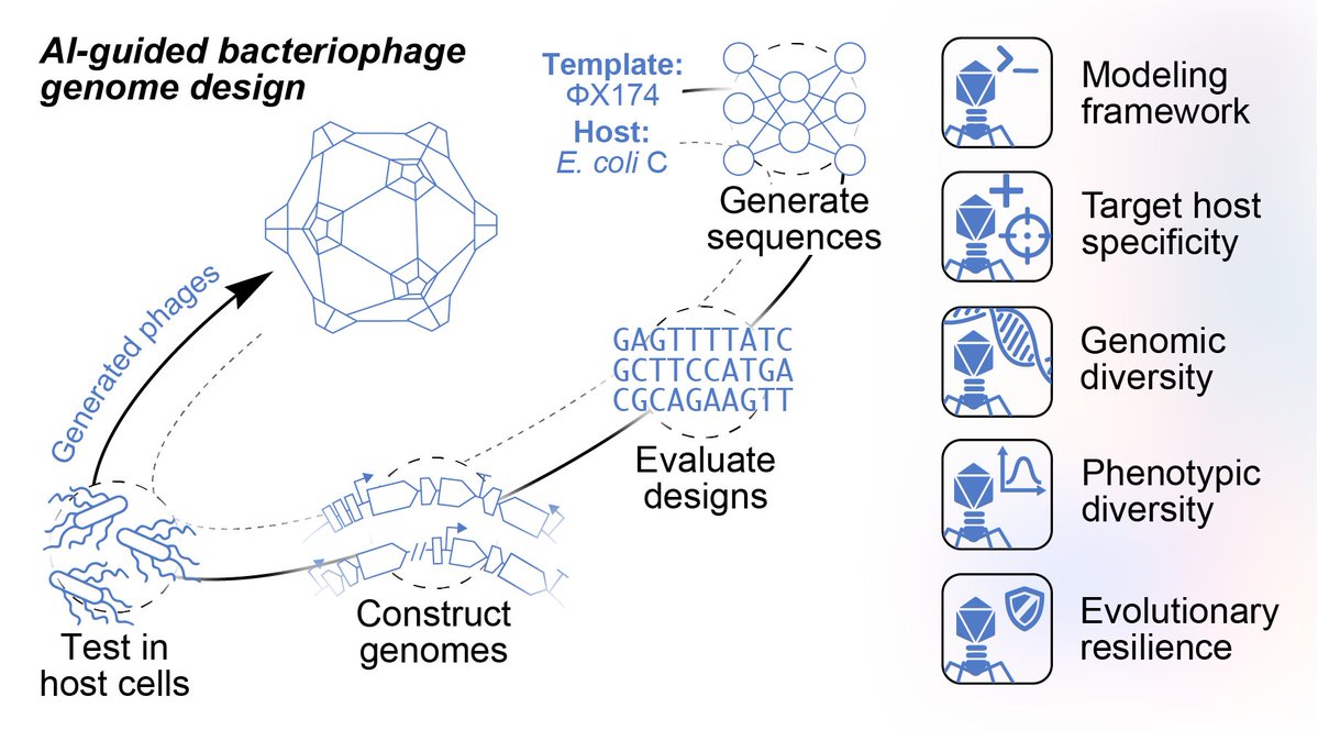 samuelhking's tweet photo. Today in @ScienceMagazine, we report the first functional AI-generated genomes. 🧵

 https://t.co/HCwWfenIc0 https://t.co/cpeMqr2HTf