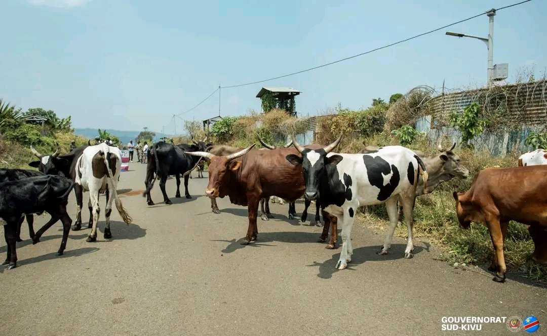 mulikuza_jordan's tweet photo. LES VOLEURS ONT ENFIN #REMBOURSÉ QUELQUES VACHES VOLÉES PAR LEURS MILITAIRES #RDF_M23 À #KAVUMU .
Selon les informations reçues, seules quelques #vaches ont été restituées. En revanche, les chèvres et les autres biens pillés n'ont toujours pas été rendus. Nous continuons à plaider pour que justice soit rendue à ces civils innocents.