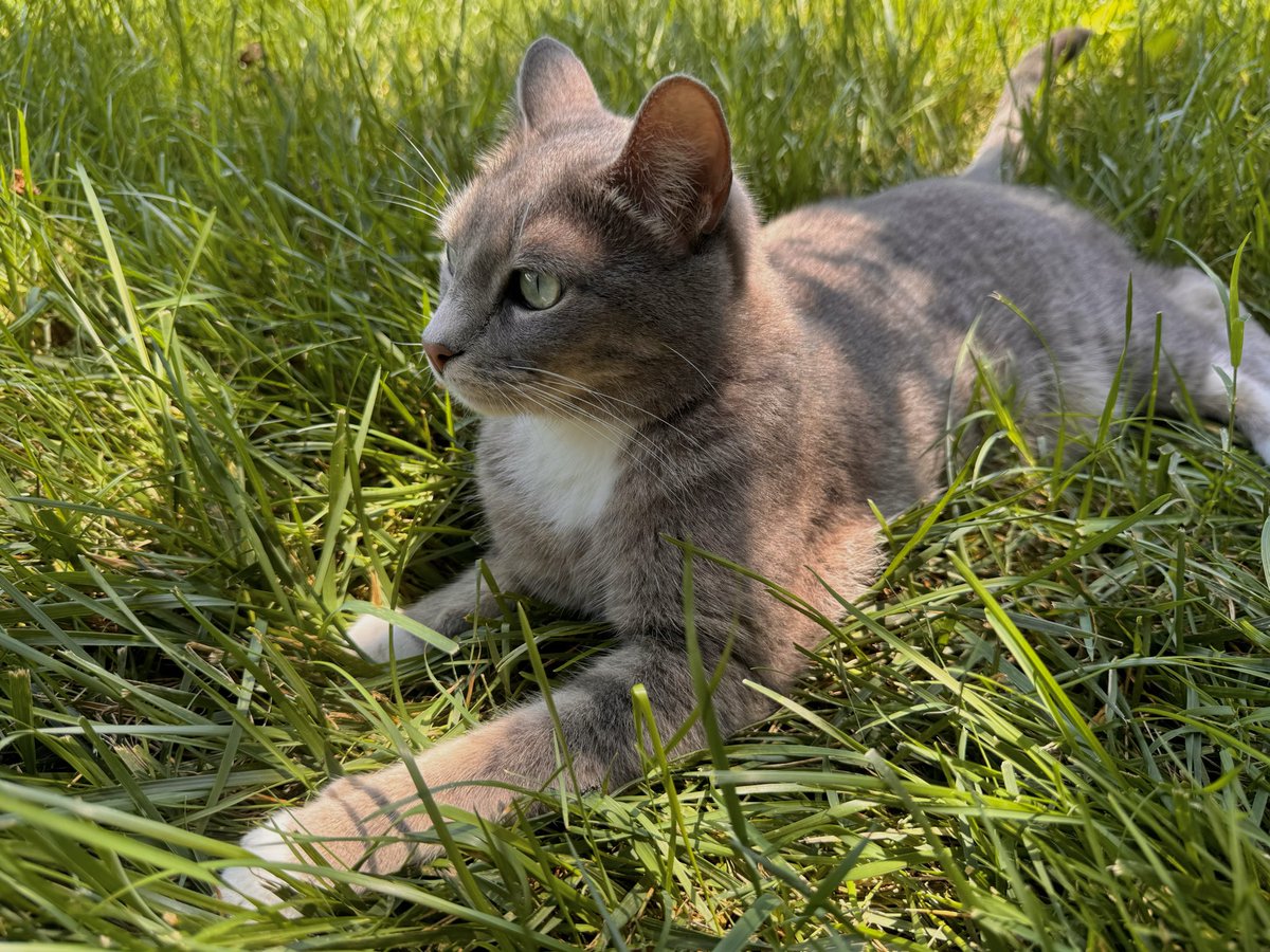 yessicaster's tweet photo. it’s important to do nothing and lay in the grass under the sun with ur little pet who has been by your side for almost 8 years https://t.co/k2BK8sZMjo