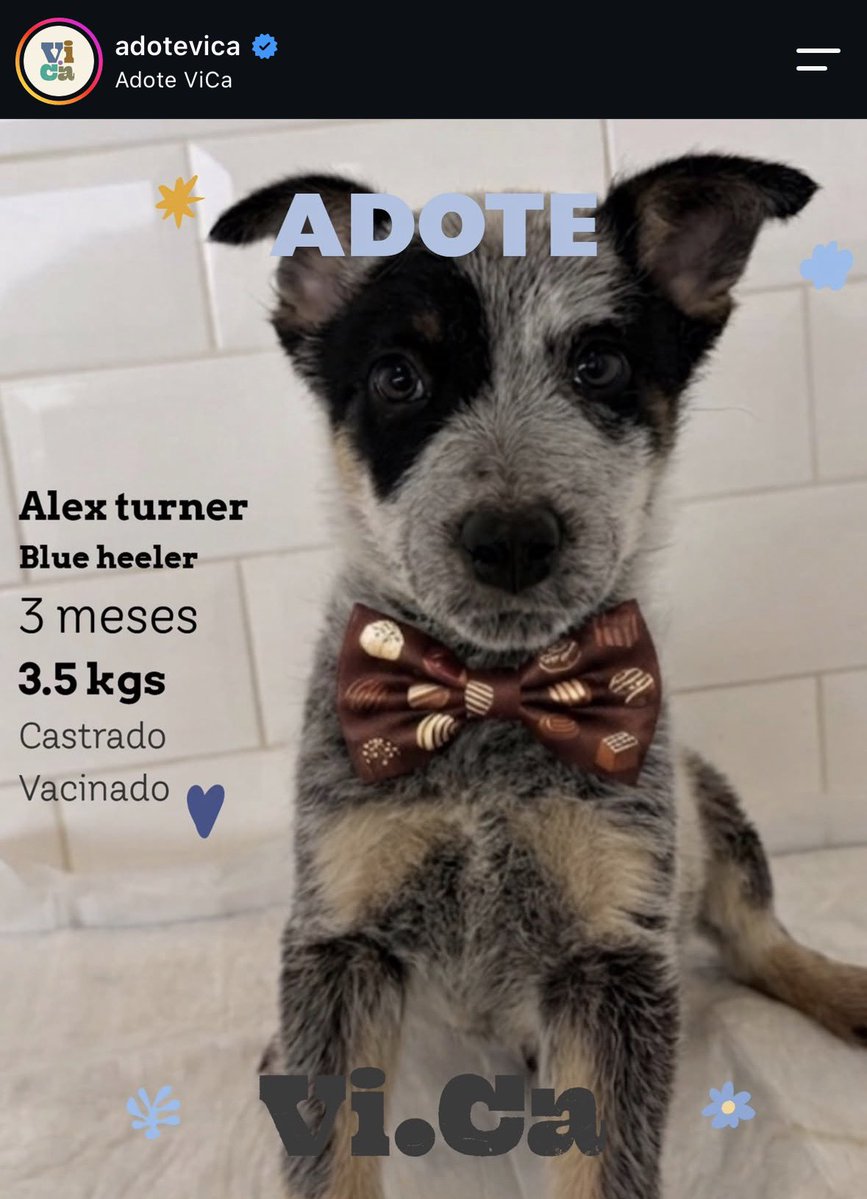 draculatreat's tweet photo. would you adopt him . 😕💔 https://t.co/P382ybB6EO