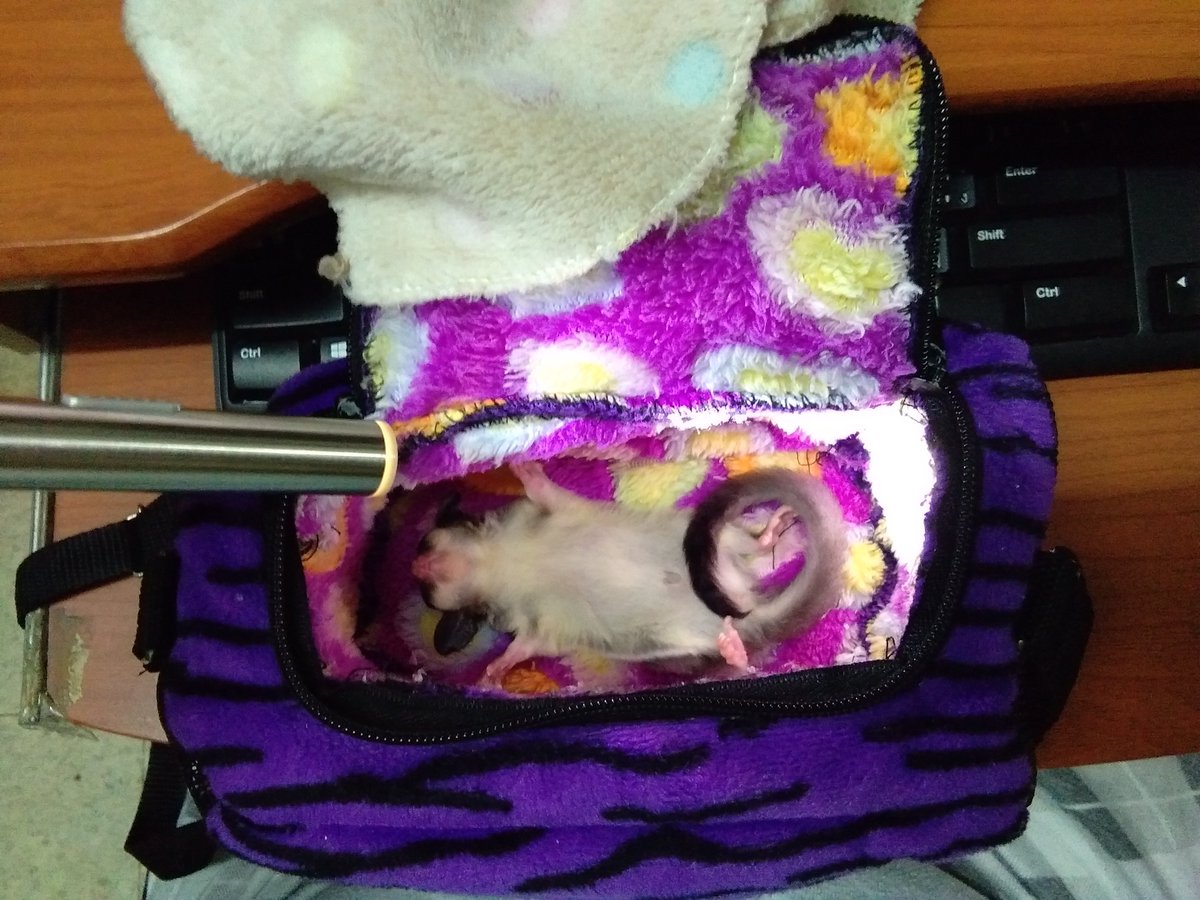 Jim_JC49's tweet photo. @Attunkouf2d Haru has had this bag since she was little. 🙂 https://t.co/c5SyBQIIPZ
