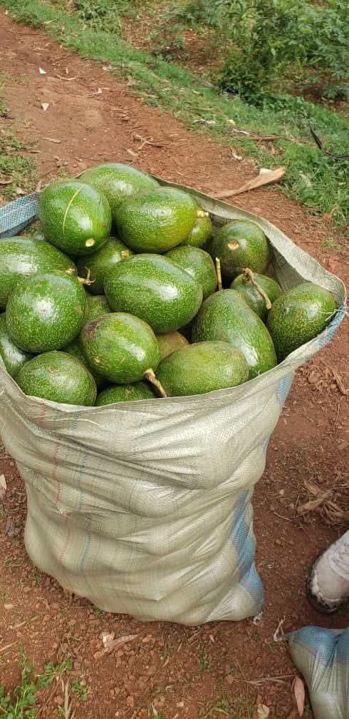 ABUWSUHAYLAH's tweet photo. Parachichi Za Burundi Miche Yake Ipo

4000

0620 778 341 https://t.co/2nDn8HdDHY