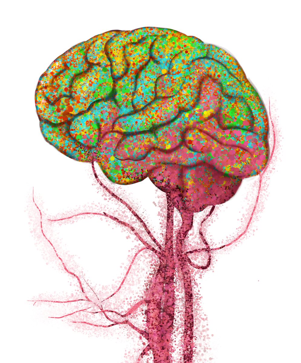 BrainResilience's tweet photo. The brain's immune system has long been thought to operate largely independently from the rest of the body. New research finds immune cells from the blood can enter the human brain during aging and transform into specialized microglia.

Learn more: https://t.co/Qj4fUt0qRB https://t.co/7zxUJsCChd