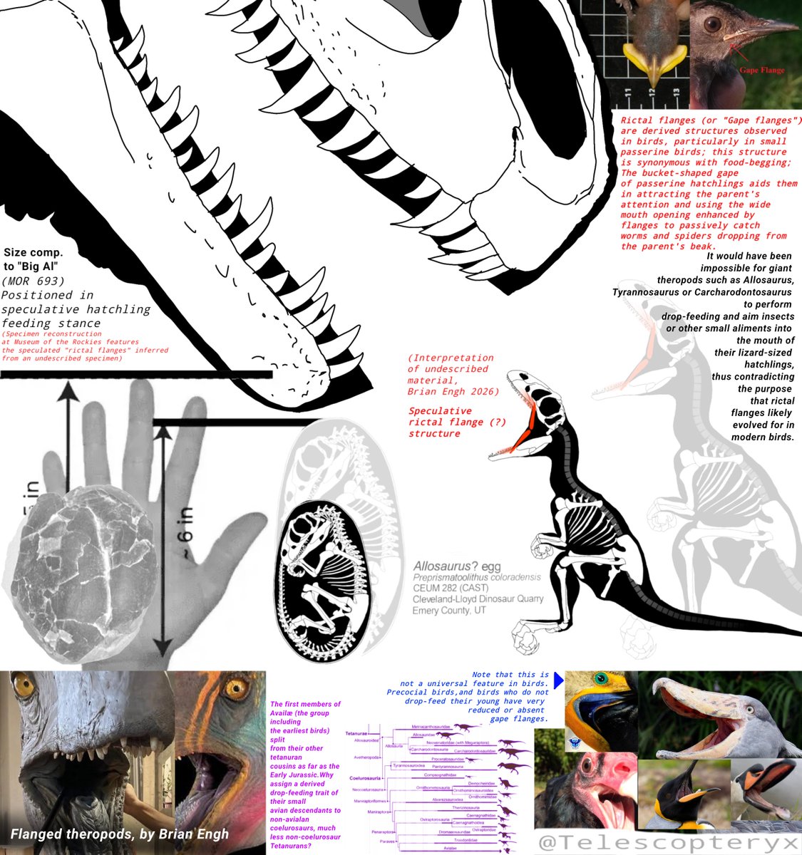 telescopteryx's tweet photo. While everyone else (rightfully) raves about the lips, I'd like to share personal criticism on how the cheeks are arbitrarily reconstructed here, and the recent trend of giving "bird cheeks" to big theropods.🧵

You're (likely) putting the wrong adaptation on the wrong animals! https://t.co/Yjpn2IJbib