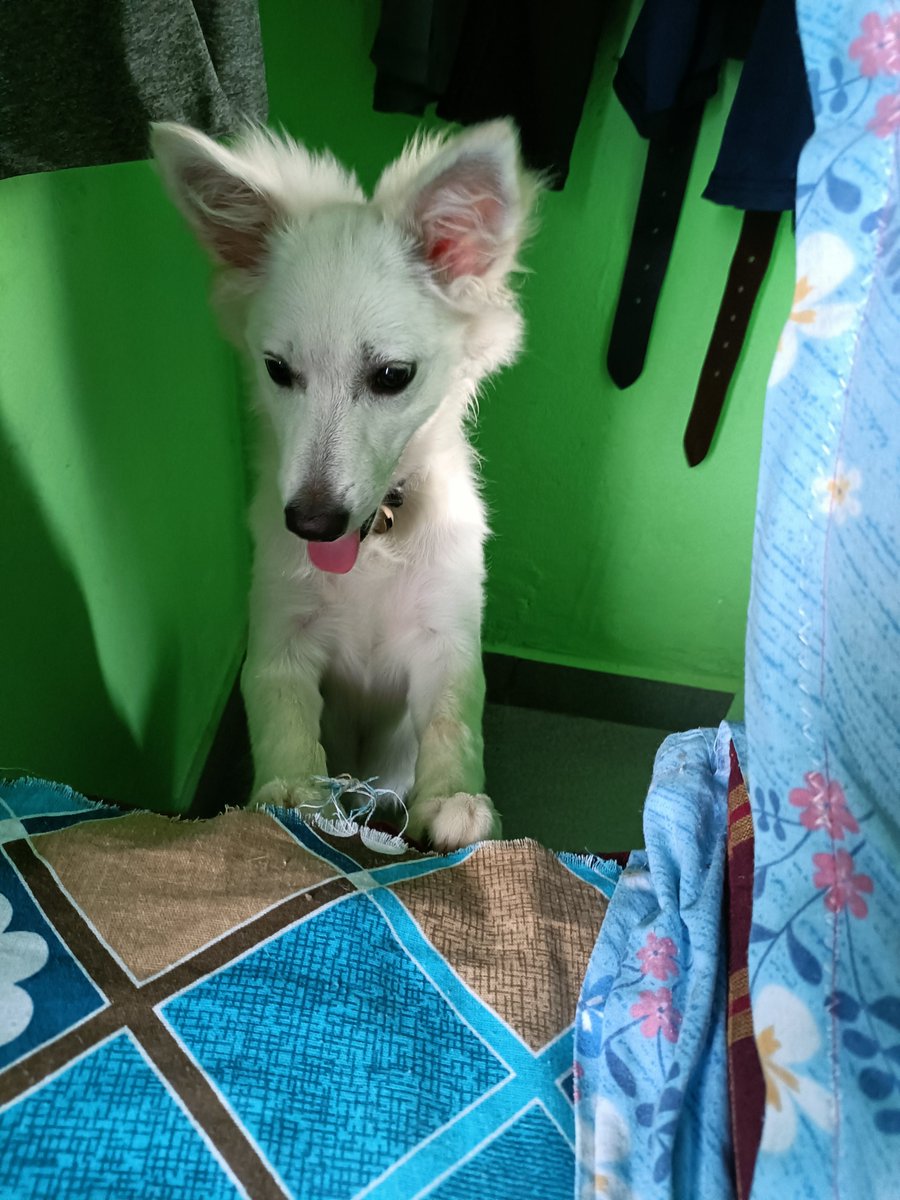 TheBarkingStar's tweet photo. "Tiny paws, endless loyalty, and a heart full of love. 🐾🤍"
#Puppy #DogLover #PetsOfX #CuteDog #DogsOfTwitter #FurryFriend #Pawfect #Apex https://t.co/f1JPxR9bk0