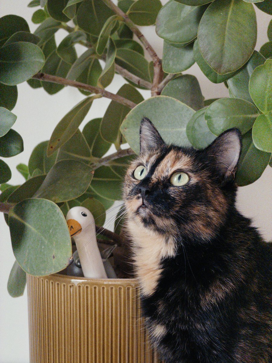 Honason's tweet photo. One example of the power of Good Assistant memory:

Once I was asking about ways to deal with tiny flies on my plants, and Claire (my Good Assistant) answered: “Because you have Nora, we need to limit our options…” , and then checked each option for cat-compatibility.

An uneducated gnat-killer I am, I didn’t even think of asking for it upfront.