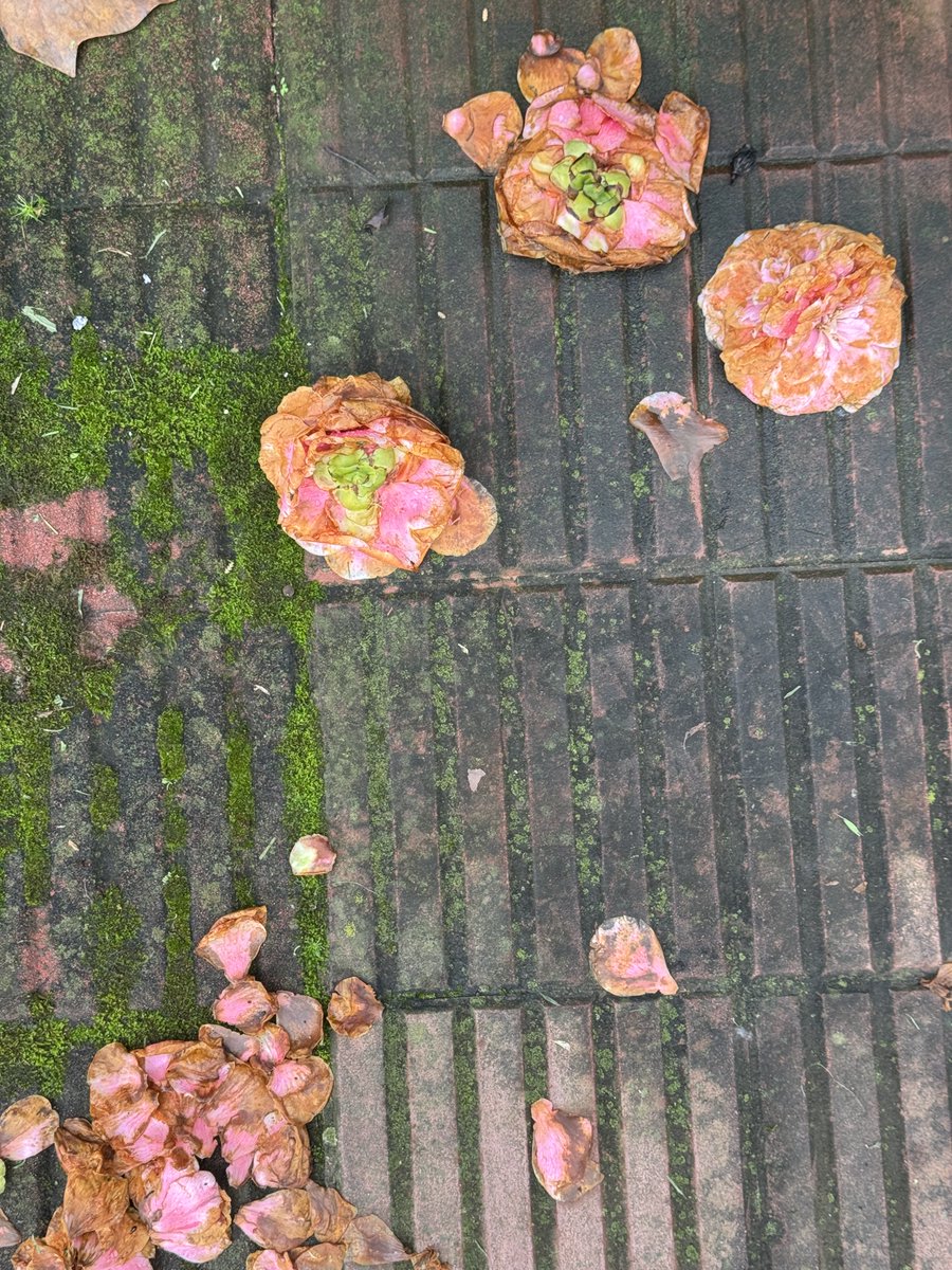 eliselalouve's tweet photo. Otoño 🍁 https://t.co/7jaMld1fQi