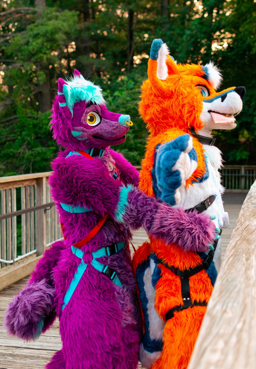 Forzafox4150's tweet photo. Photoshoot with @DriftGMD. Just two canines doing what canines do best! https://t.co/1GsyTrG1oD